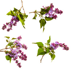 lilac bush branch with blooming inflorescences on a white background. set, collection
