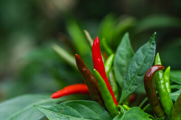 畑のトウガラシの木