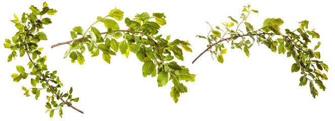 branch of wild apple tree with green leaves on a white background. set, collection