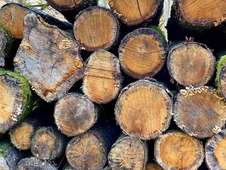 Chopped wood logs