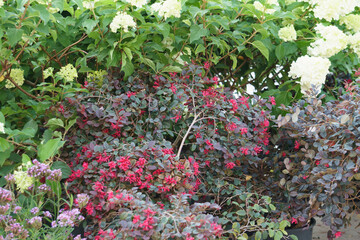 Fiori