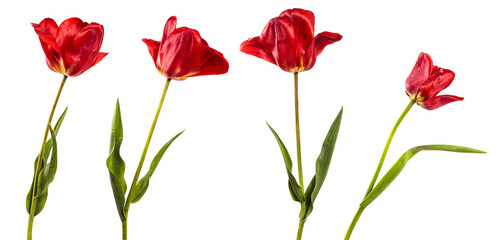 blooming red tulip on a white background. set, collection