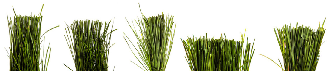 Naklejka premium bunch of green lawn grass on a white background. set, collection
