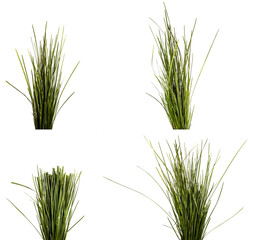 bunch of green lawn grass on a white background. set, collection