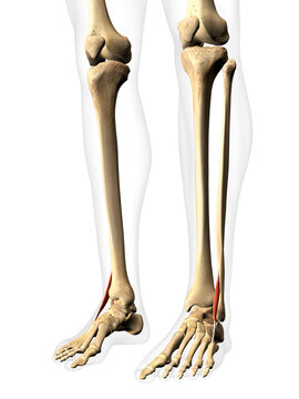 Peroneus Tertius Muscle in Isolation on Human Leg Skeleton, 3D Rendering on White