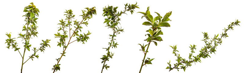 tree branch with young green leaves on a white background. set, collection