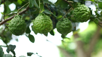 Fresh kaffir limeon the tree. Can be used for Thai food cooking