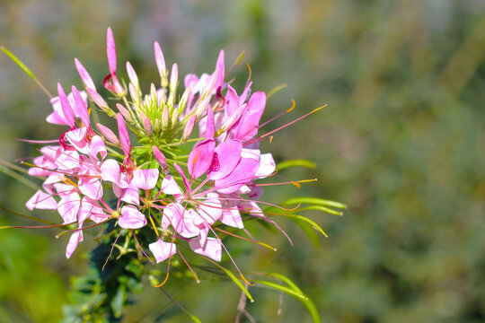 Beautiful pink cleoma flower on green background