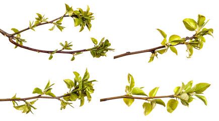 pear tree branch with small green leaves. on white background. set, collection