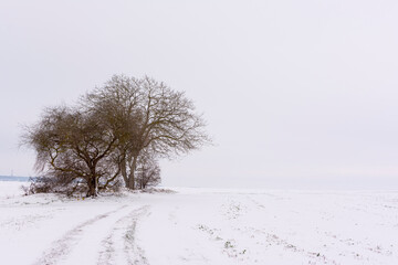 Fototapeta na wymiar Single Tree in the Snow Field
