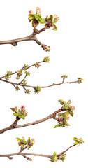 flowering branch of apple tree with flowers and leaves. on white background. set, collection