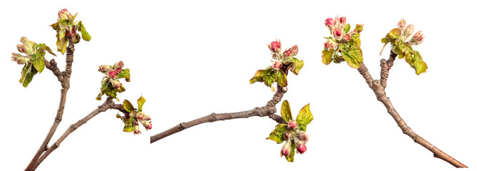flowering branch of apple tree with flowers and leaves. on white background. set, collection