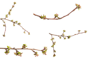 flowering branch of apple tree with flowers and leaves. on white background. set, collection