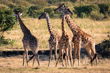 Naklejka na ściany i meble ケニアのマサイマラ国立保護区入り口付近で見かけた、マサイキリンの群れ