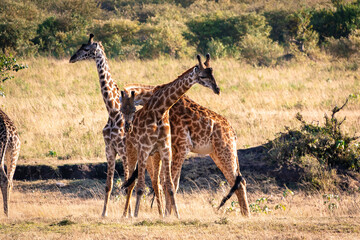 Naklejka na ściany i meble ケニアのマサイマラ国立保護区入り口付近で見かけた、マサイキリンの群れ