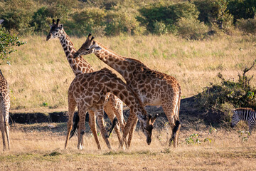 ケニアのマサイマラ国立保護区入り口付近で見かけた、マサイキリンの群れ