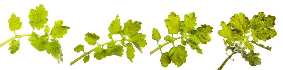 green sprout of celandine. on white background. set, collection