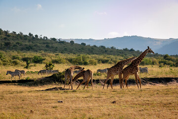 ケニアのマサイマラ国立保護区で見た、マサイキリンの群れと空