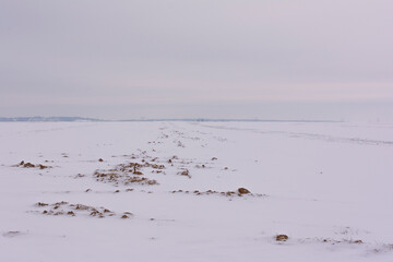Winter Snow Fields and Farm