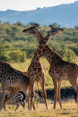 ケニアのマサイマラ国立保護区で見た、首を交差させる2頭のマサイキリンと背景のシマウマ