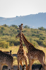ケニアのマサイマラ国立保護区で見た、首を交差させる2頭のマサイキリン