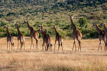 Naklejka na ściany i meble ケニアのマサイマラ国立保護区で見かけた、マサイキリンの群れ