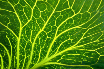 Fresh cabbage from farm field, cabbage in the agricultural farm.