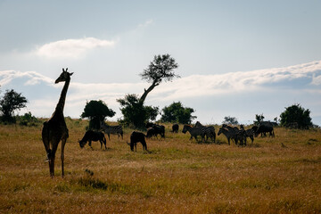 ケニアのマサイマラ国立保護区で見かけた、マサイキリンやシマウマ・ヌーのシルエットと空