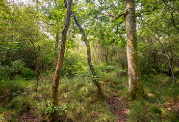 Fototapeta premium Forests on hydromorphic soils in the Natural Reserve of the Courant d’Huchet, next to the Lake of Leon, in the Landes Department, France