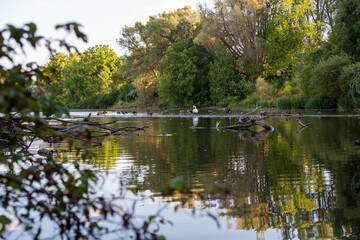 Fototapeta premium autumn in the park