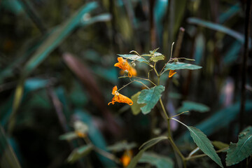 macro snapdragon flower