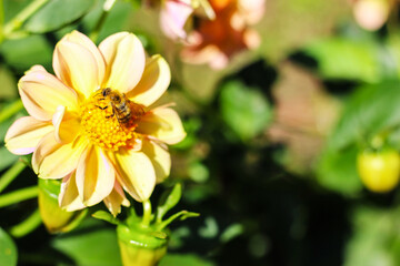 Bee sitting on a yellow dahlia flower