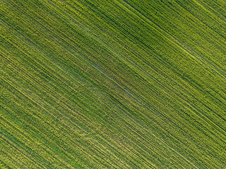 Naklejka premium Green agricultural field. Aerial drone view.