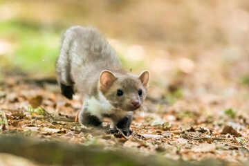 Stone marten, Martes foina, with clear green background. Beech marten, detail portrait of forest animal. Small predator sitting on the beautiful green moss stone in the forest. Wildlife scene, France