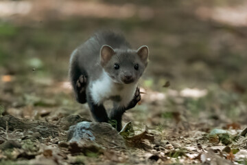 Stone marten, Martes foina, with clear green background. Beech marten, detail portrait of forest animal. Small predator sitting on the beautiful green moss stone in the forest. Wildlife scene, France