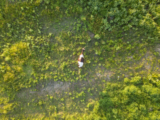 Aerial view. Cow on a green meadow.