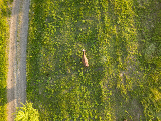 Aerial view. Cow on a green meadow.