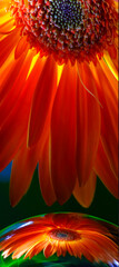 Fragment of an orange gerbera flower, its reflection in a mirror ball and improvisation with green...