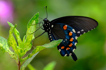 Obraz na płótnie Canvas Single Butterfly on Flower or Plant Feeding on Nectar