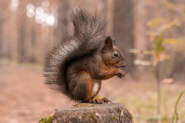Naklejka na ściany i meble Red fluffy squirrel sits on a stump in the autumn forest and nibbles nuts. Close up