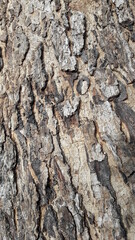 Bark of a tree - 5