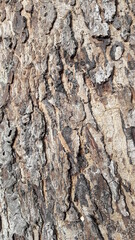 Bark of a tree - 7