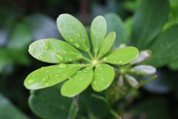 the green plant leaf with water after raining