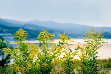 Fototapeta na wymiar Yellow goldenrod flower Solidago canadensis growing on the territory of Poland. Lake Mucharz. Jezioro Mucharskie