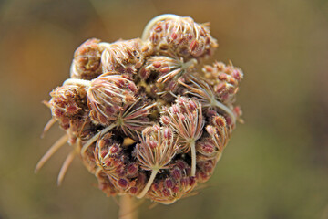 fleur repliée