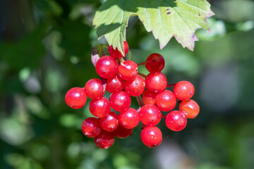 Black Haw (Viburnum opulus) producing lots of red berries in late summer