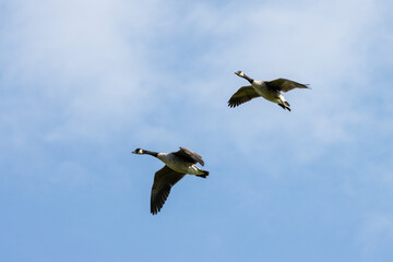 Canada Geese flying over fields near East Grinstead