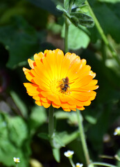 Ringelblume mit Wildbiene