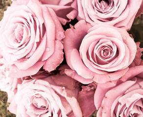 pink roses background in soft light 