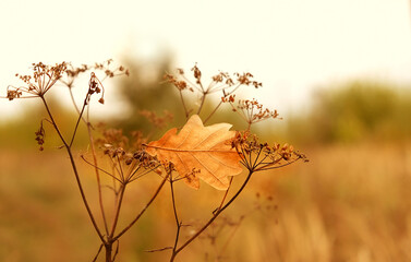 autumn nature background with oak leaf and dry grass. fall seasonal landscape. copy space
